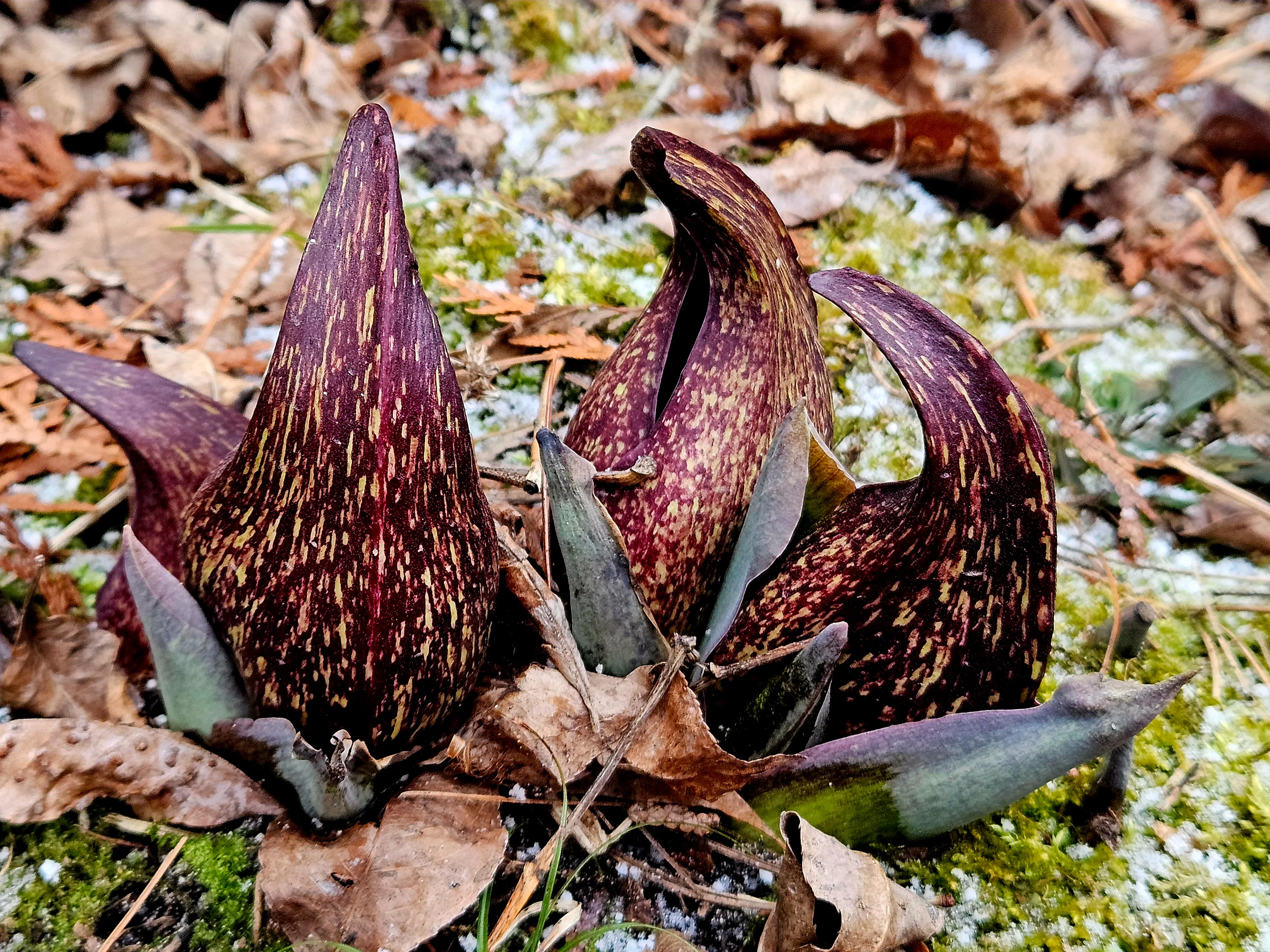 Ripples from the Dunes - Skunk Cabbage