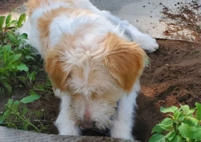 WPS Searching for Next "Ambassadog"