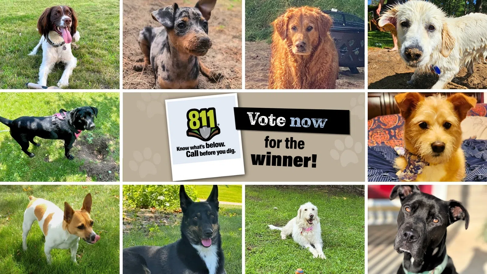 WPS Ambassadog Contest Announces Its Paw-some Finalists