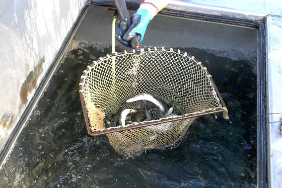 Manitowoc, Sheboygan Rivers Lead Counties in 2024 DNR Fish Stocking Summary