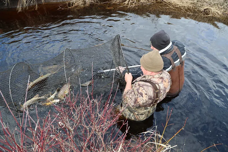 Green Bay Collaborations Help Restore Wildlife and Wetlands