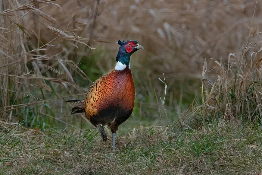 DNR Surveys Show Positive Signs for Wisconsin's Pheasant, Ruffed Grouse Populations