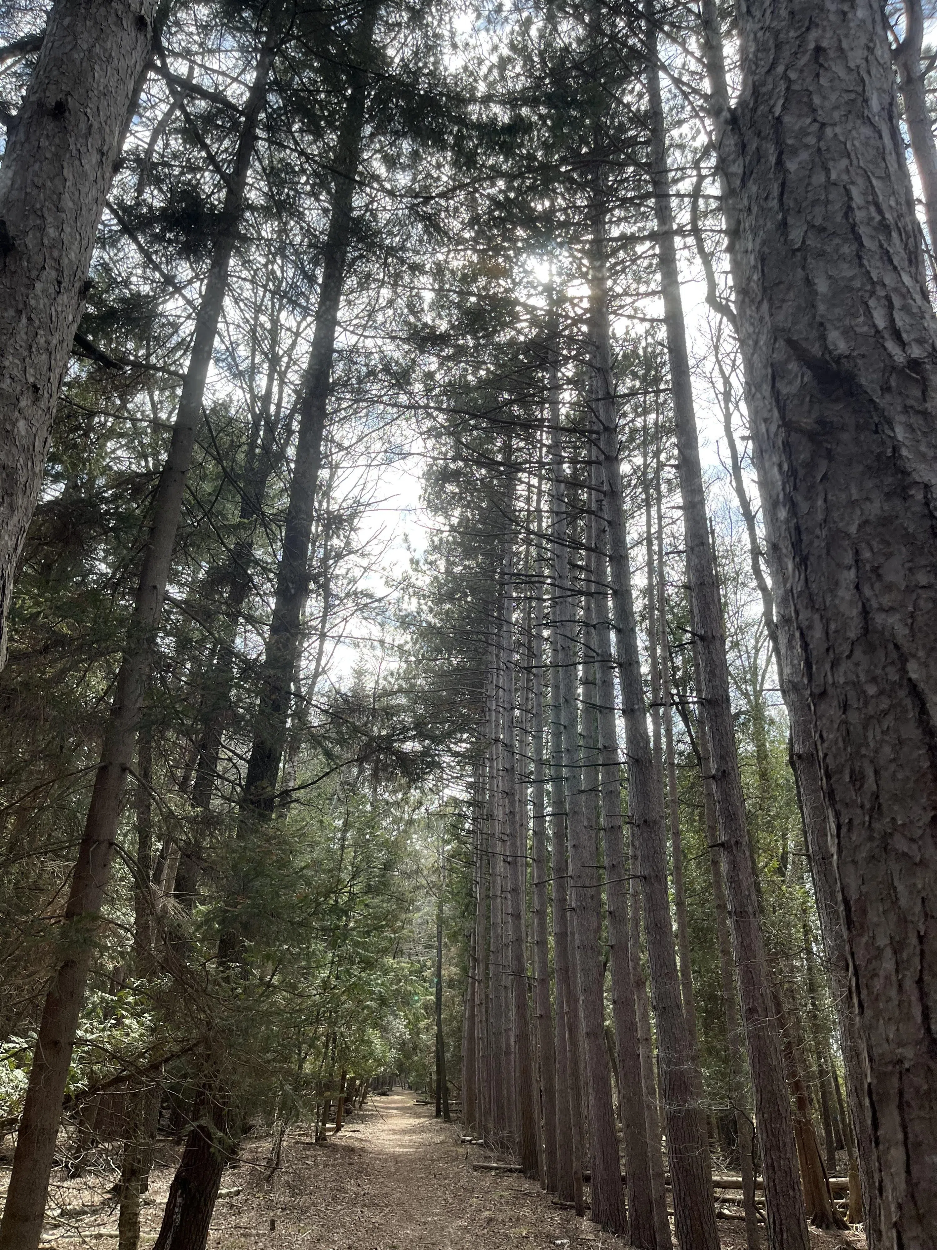 Ripples from the Dunes - Red Pine Conifer Trail