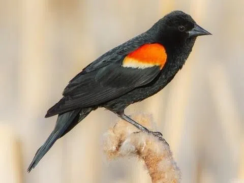Ripples from the Dunes - Red-Winged Blackbird