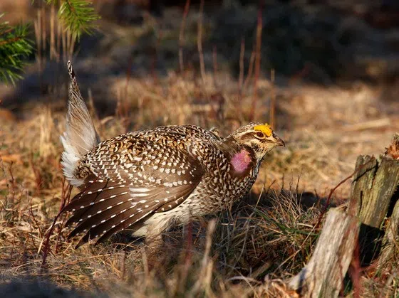 Sharp-Tailed Grouse Hunt Returning to Wisconsin for First Time in Six Years