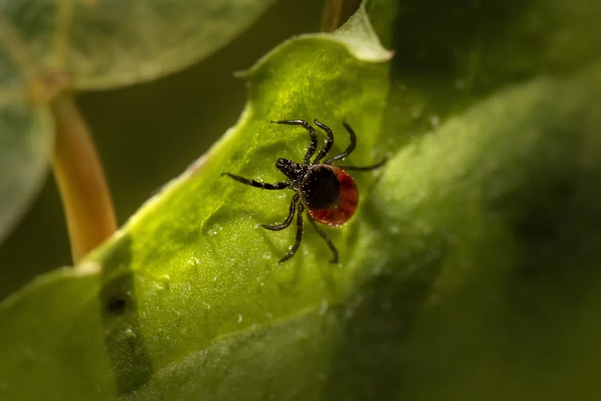 Manitowoc County Urges Caution Amid Rise in Tick Activity