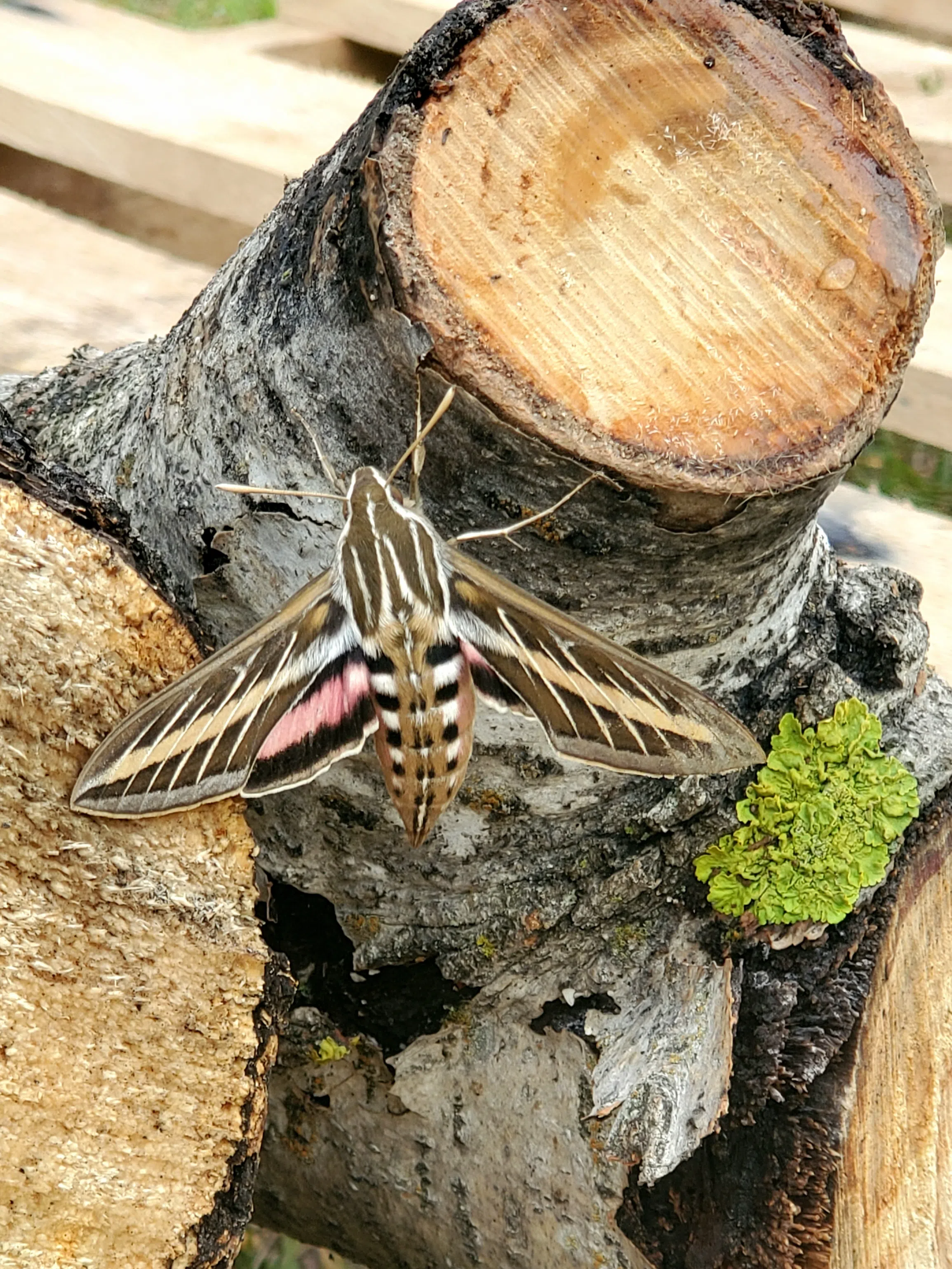 Ripple from the Dunes - White-Lined Sphinx Moth