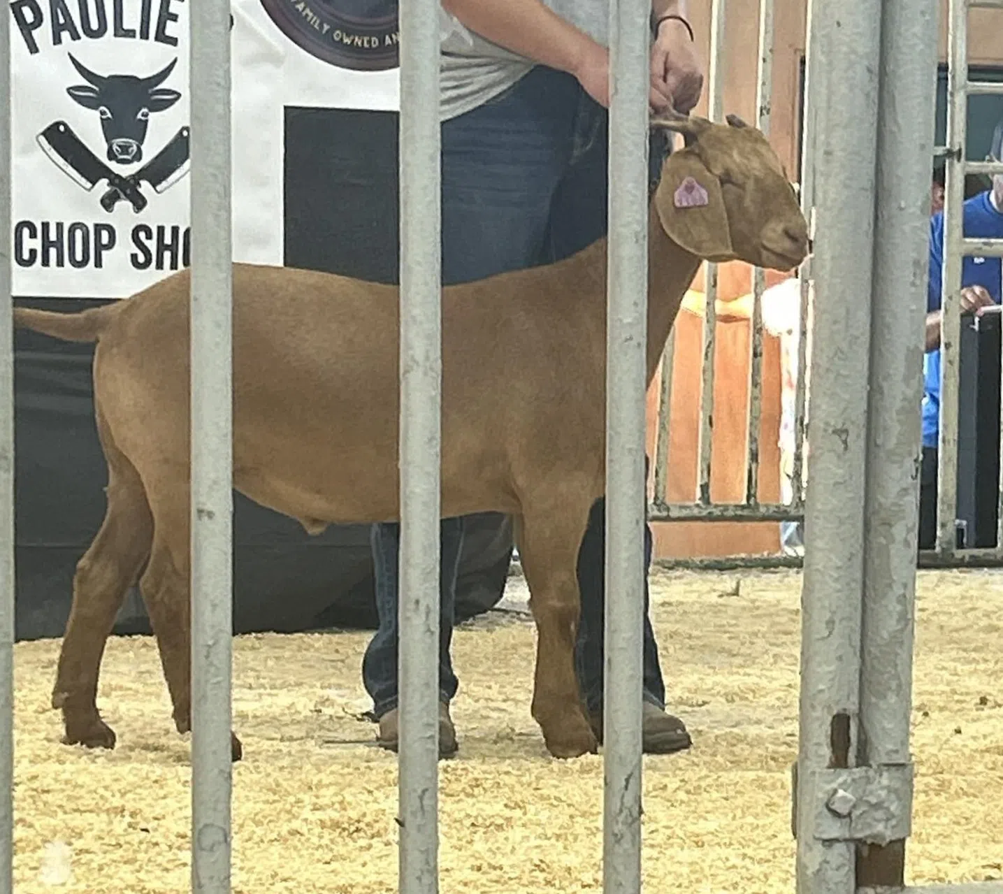 Gill and Wetenkamp Families Dominate 2025 Manitowoc County Fair Animal Market Sale
