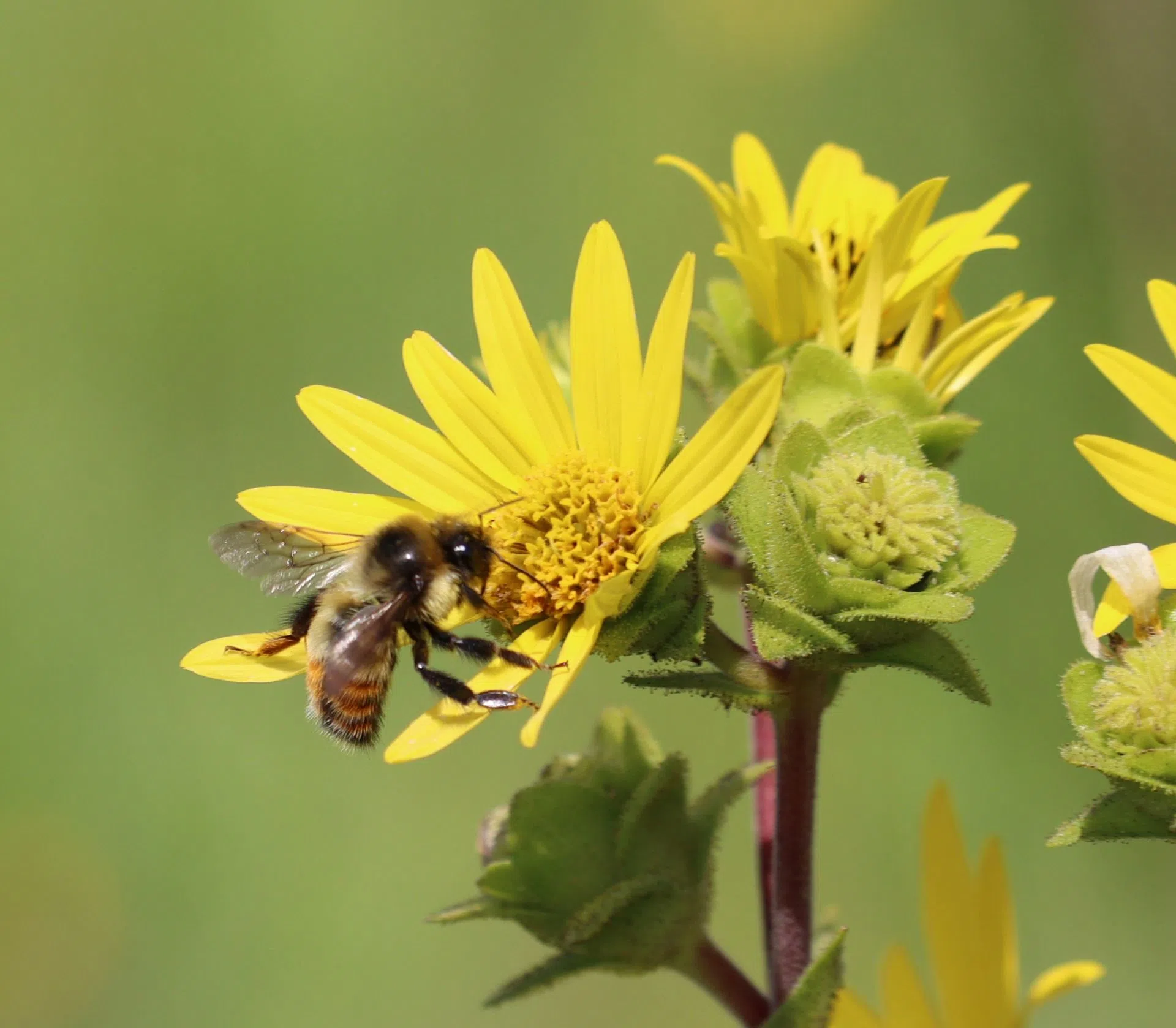 Ripples from the Dunes - Red Belted Bumble Bee