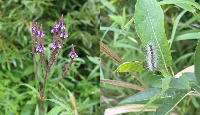 Ripples from the Dunes - Vervian and Fall Webworm