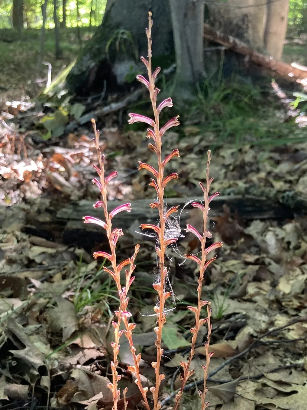 Ripples from the Dunes - Beechdrops
