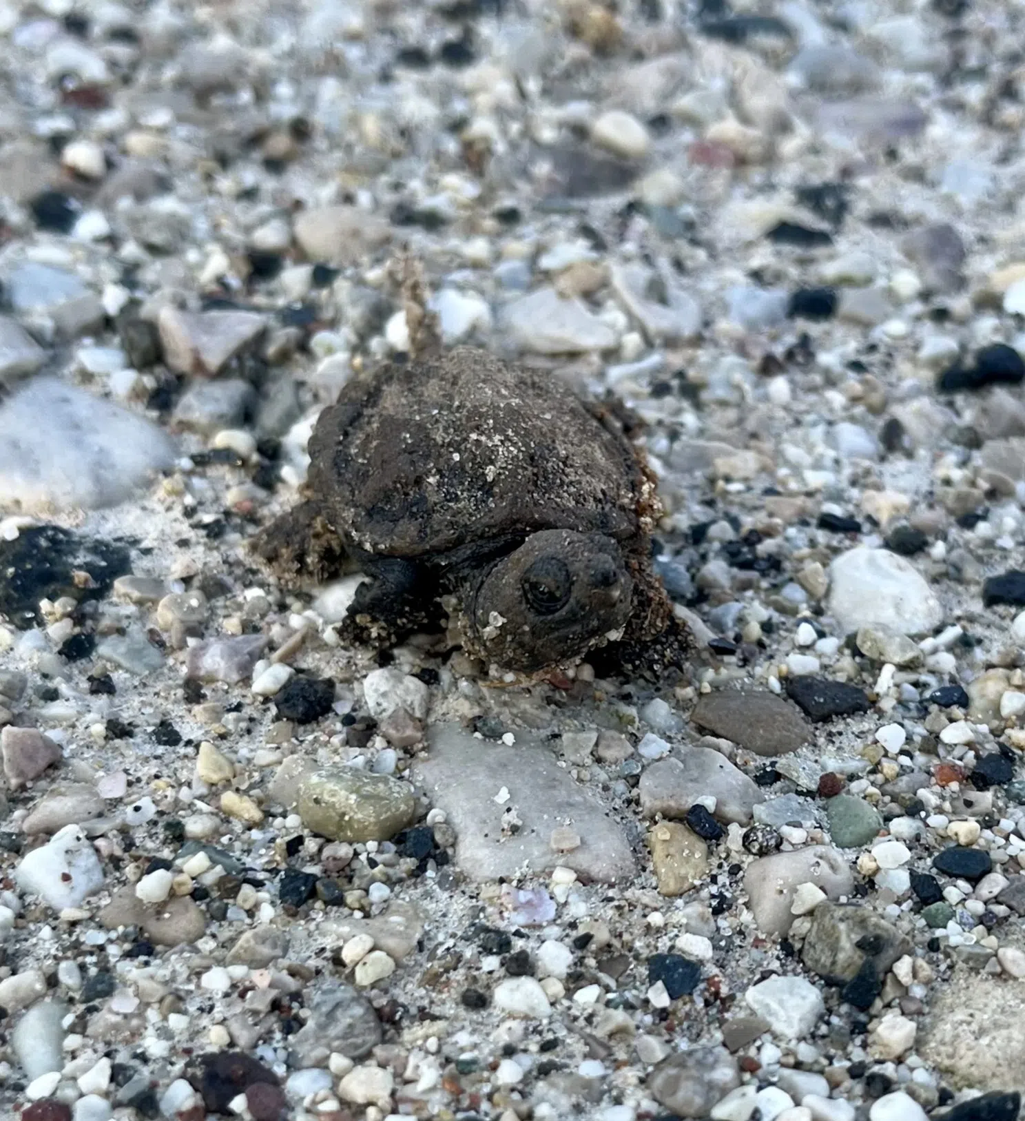 Ripples From the Dunes - Hatchling Snappers