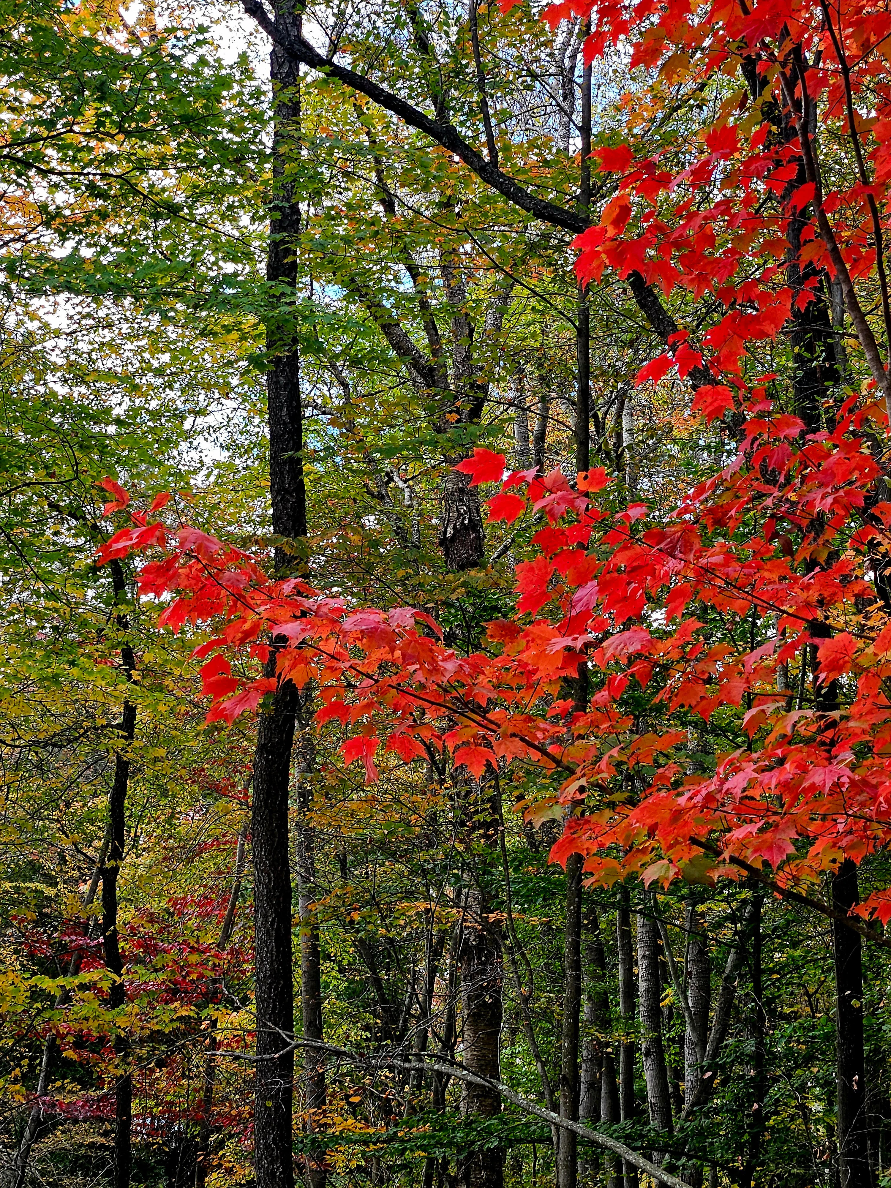 Ripples From the Dunes - Fall Trails