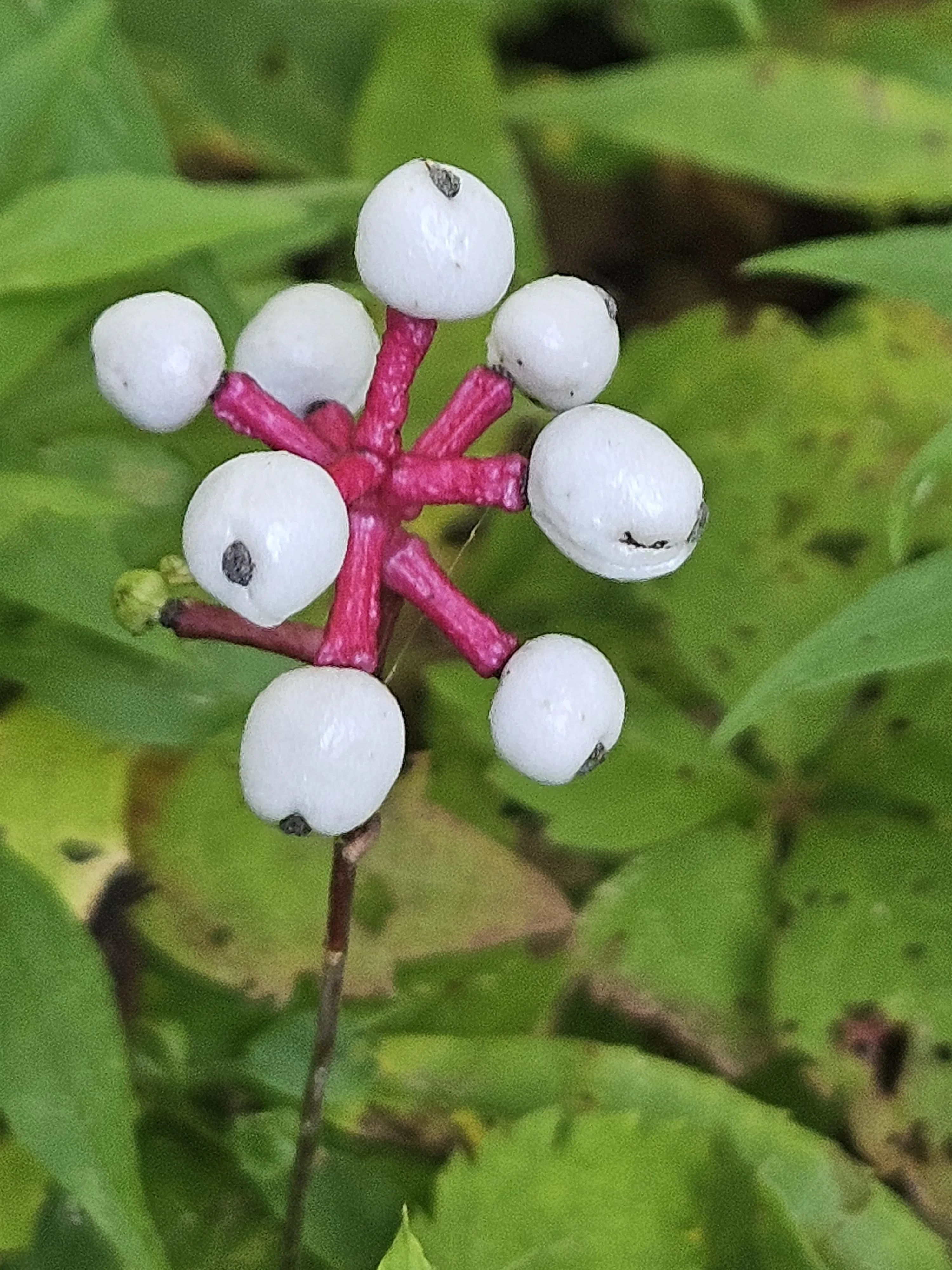 Ripples from the Dunes - Doll's Eyes