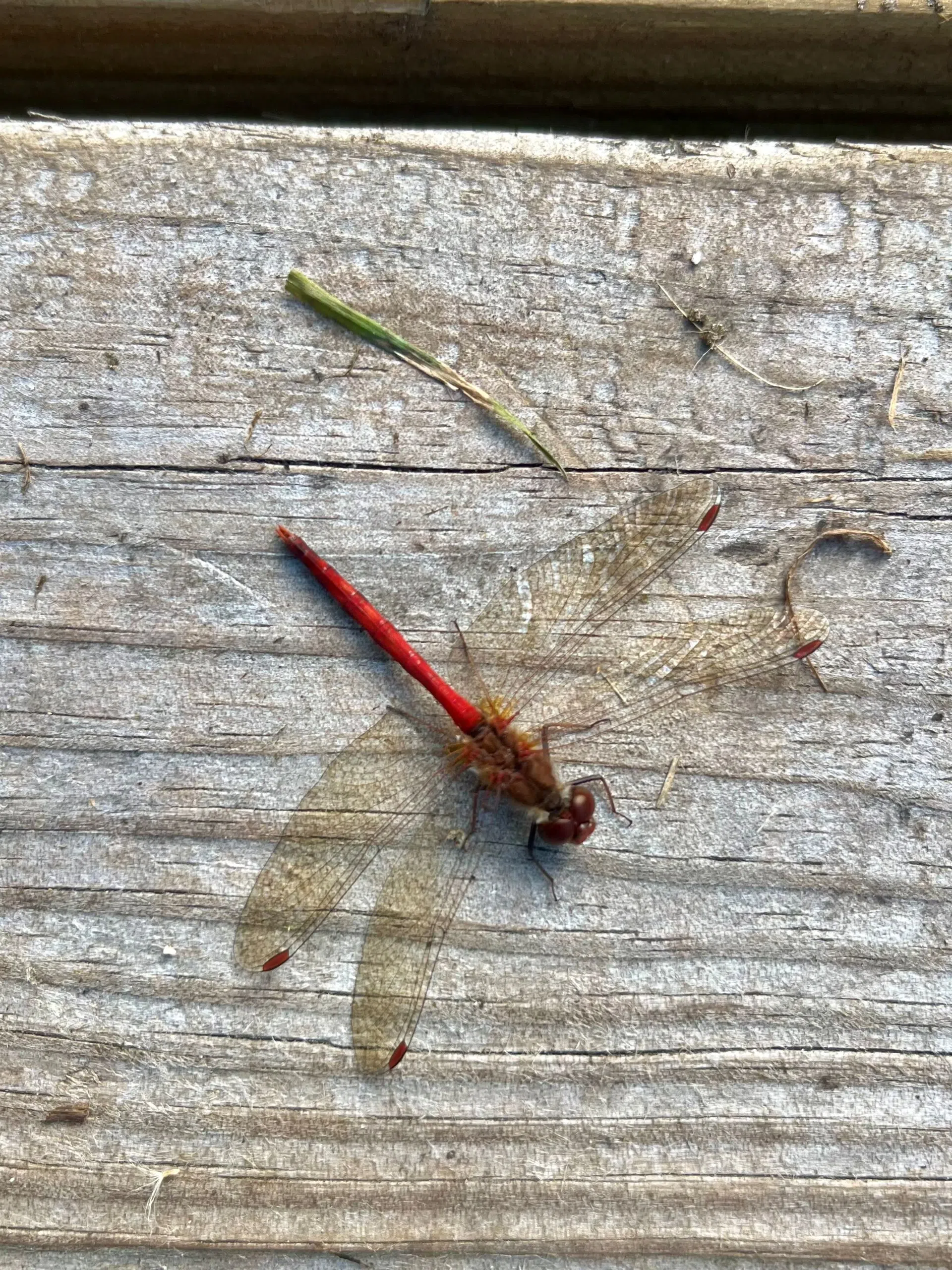 Ripples from the Dunes - Autumn Meadowhawk