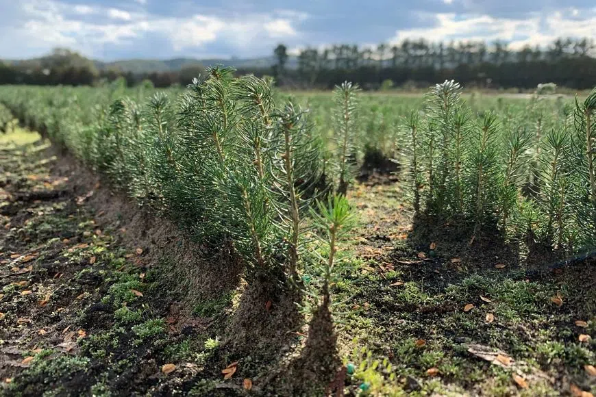 Wisconsin DNR Accepting Tree Seedling Applications For Fourth Grade Classrooms