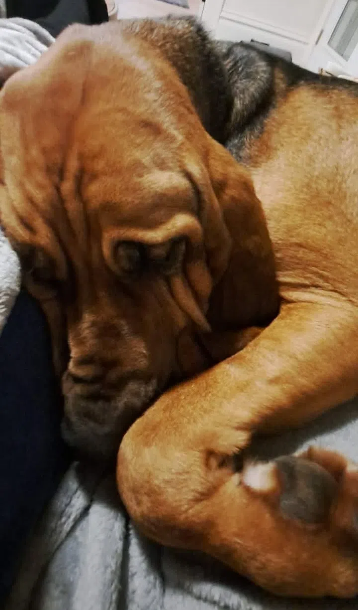 Sheboygan Family Reunited with Beloved Bloodhound