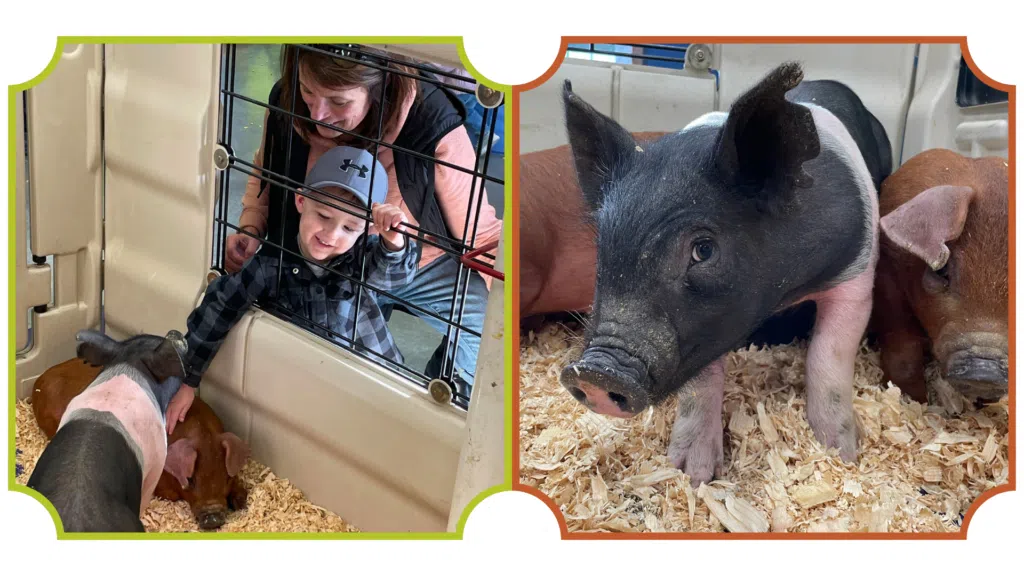 Piglet Day Returns to Farm Wisconsin Discovery Center