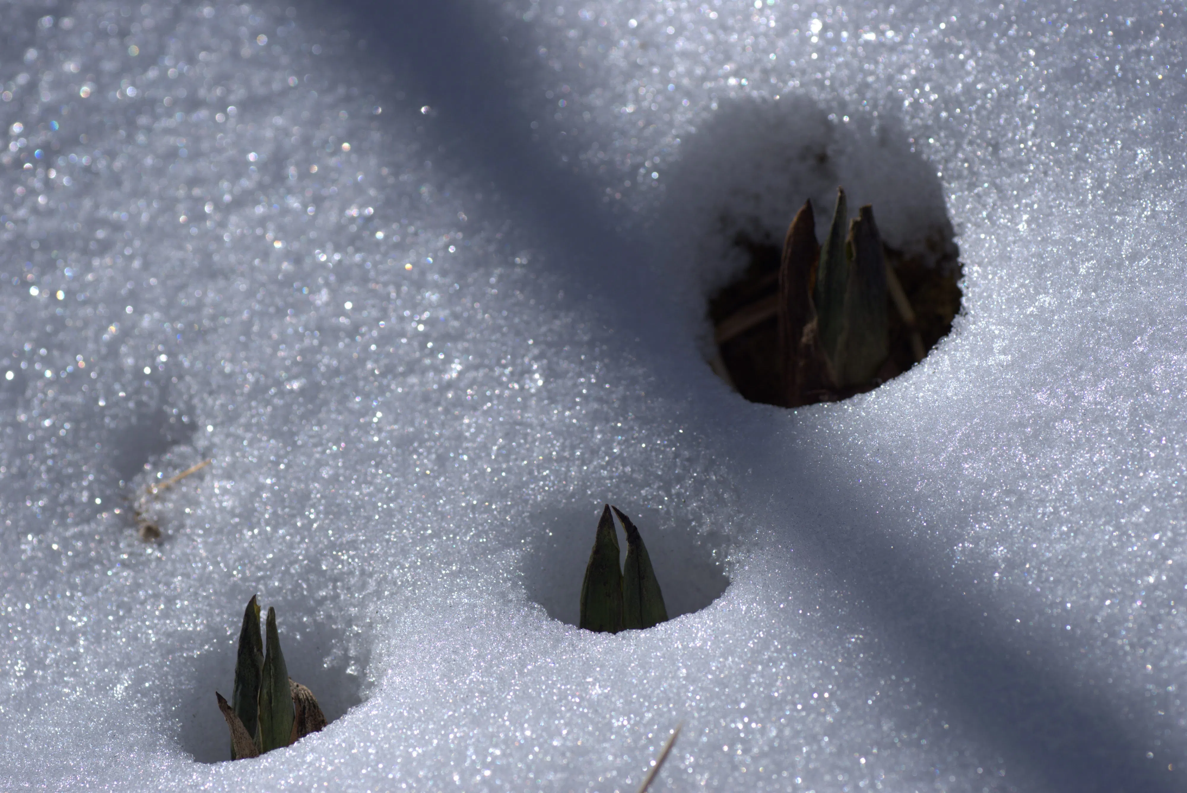 Ripples from the Dunes - Skunkcabbage