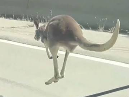 Kangaroo Spotted By Wisconsin Highway