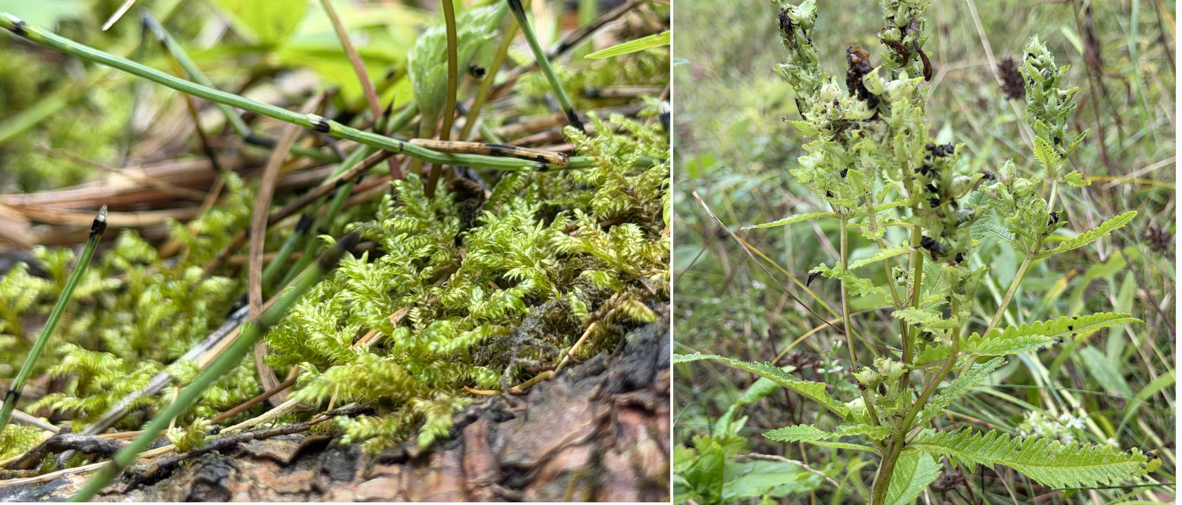 Ripples from the Dunes - Moss & Swamp Lousewort