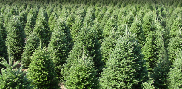 Wisconsin Tree Heading to White House