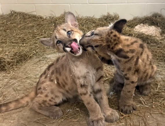 Wildwood Park & Zoo Welcomes Two Young Cougar Cubs