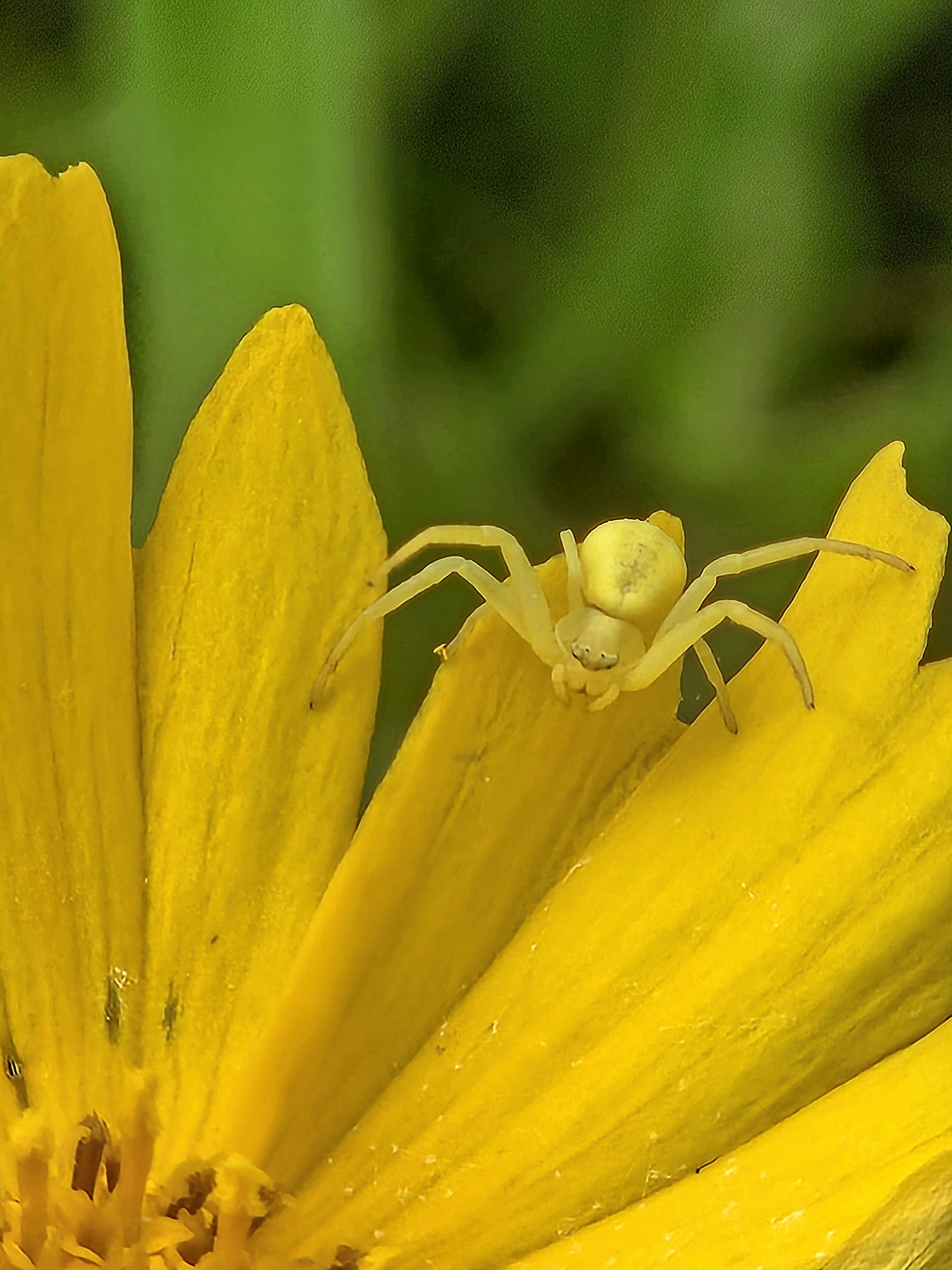 Ripples from the Dunes - Crab Spider