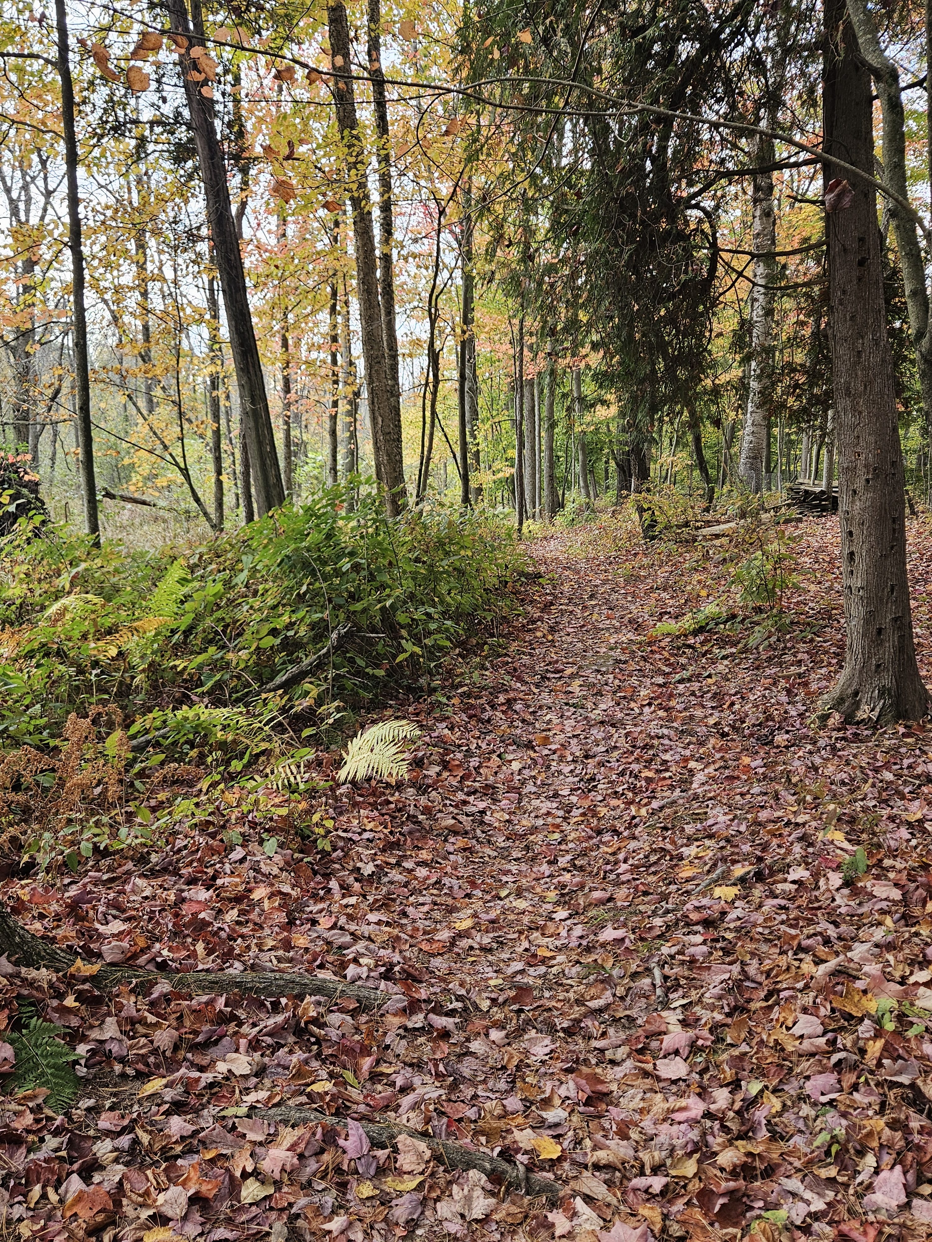 Ripples from the Dunes - Fall Phenology