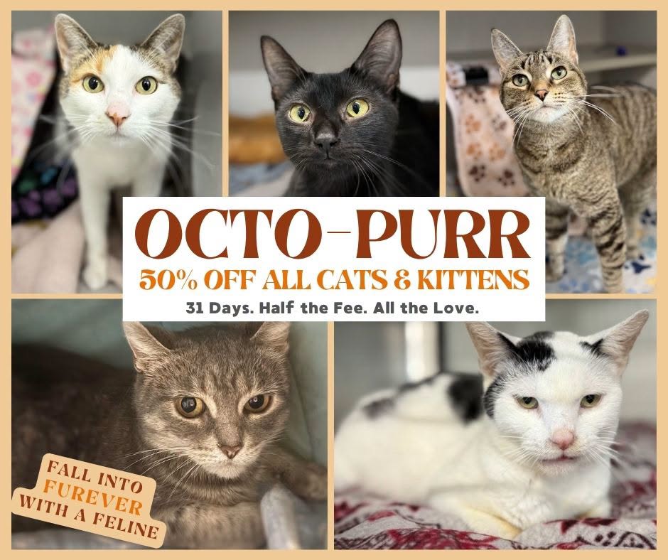 Humane Society of Sheboygan County Offering 50% Off Cat Adoptions During Octo-Purr