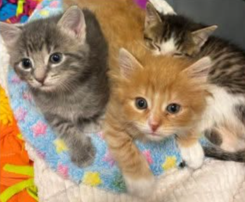 Humane Society of Sheboygan County in Dire Need of Supplies Ahead of Arrival of 50 Kittens