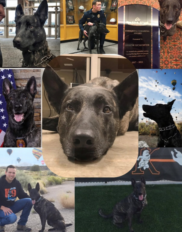 Kaukauna Police Mourn the Loss of K9 Rocko