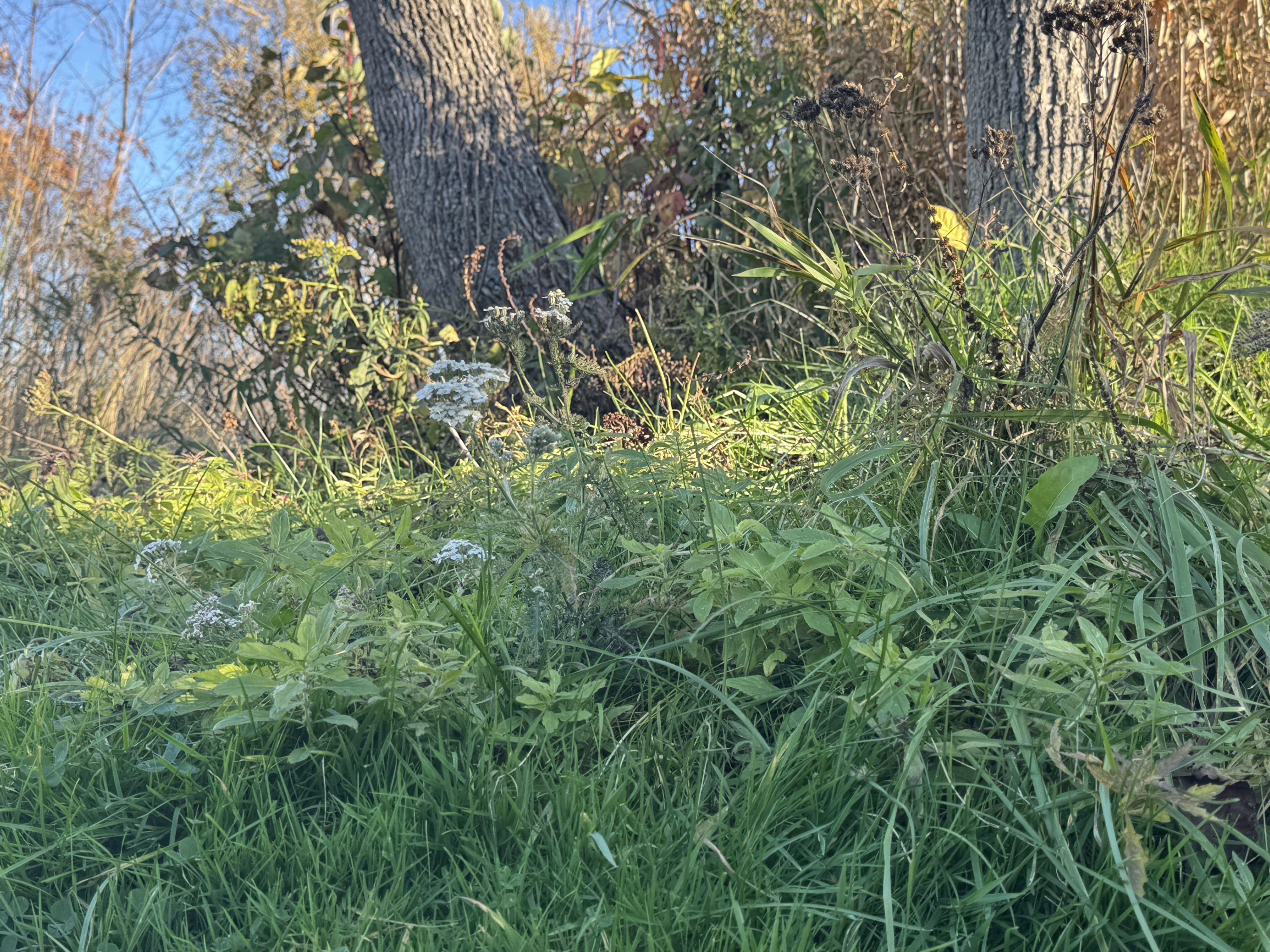 Ripples from the Dunes - What a Forest Knows About Community