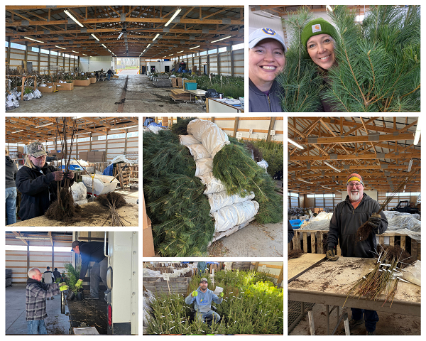 2026-27 Sheboygan County Tree Sale Less than a Week Away