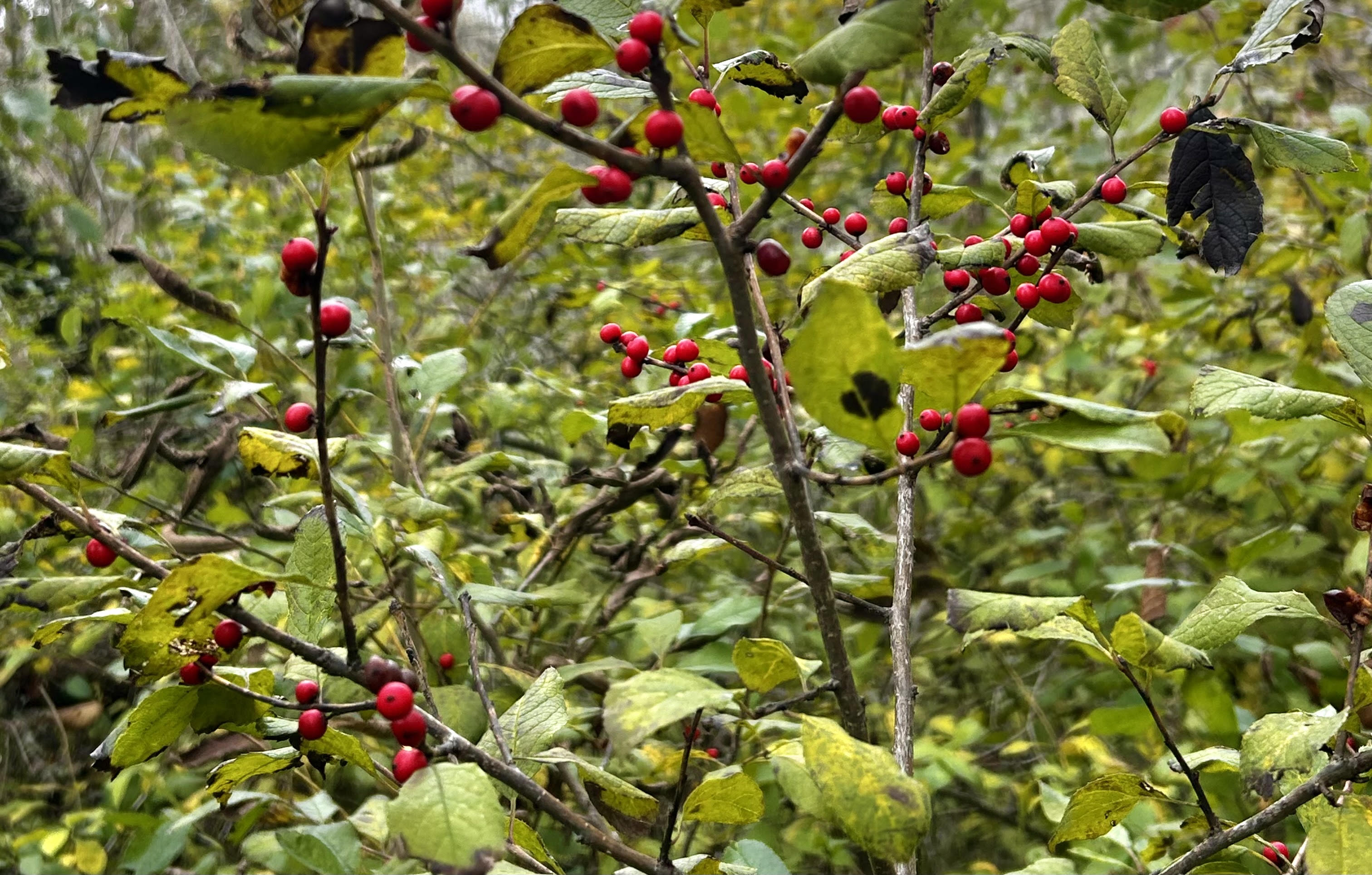 Ripples from the Dunes - Winterberry
