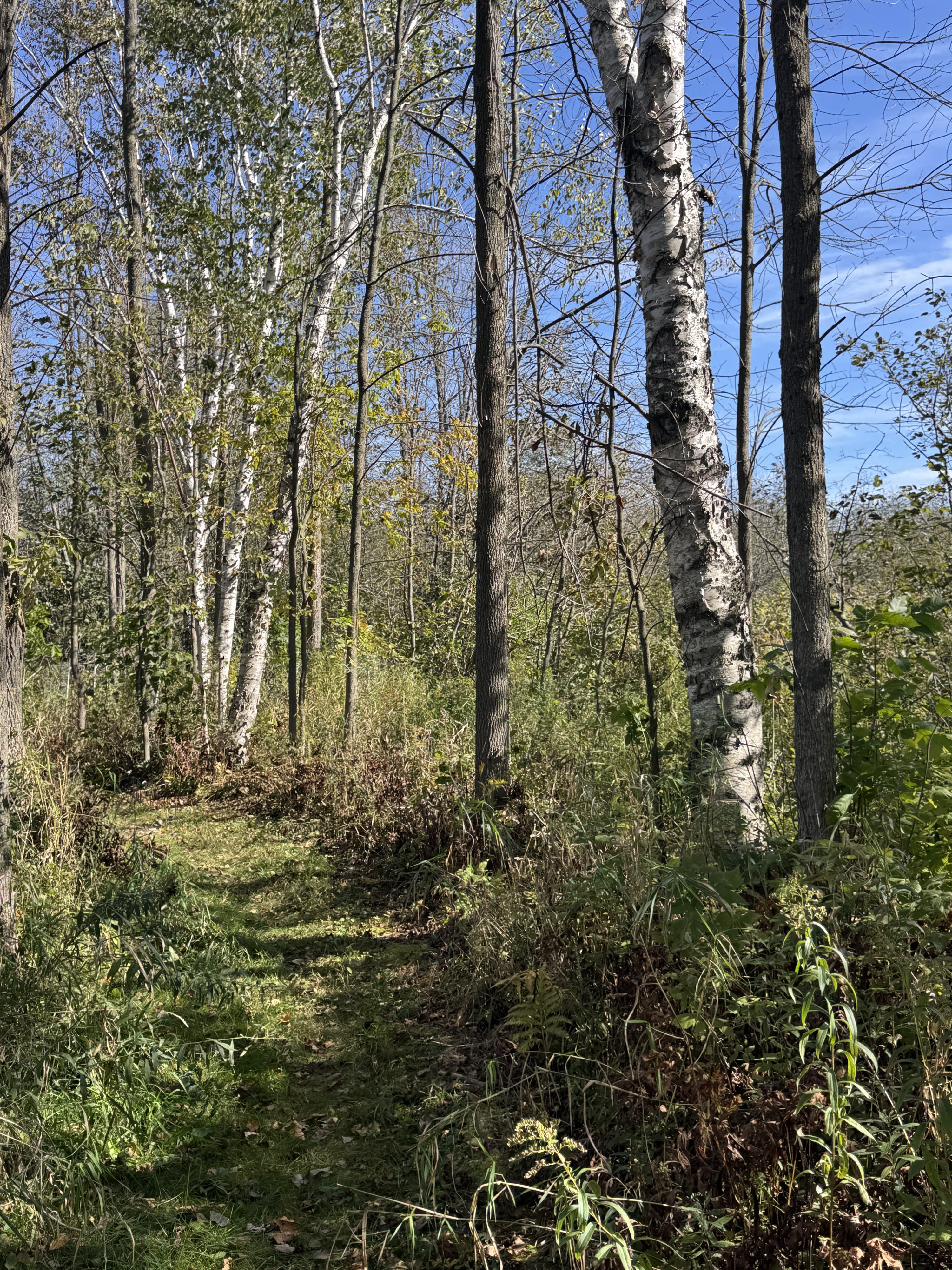 Ripples from the Dunes - Forest Bathing