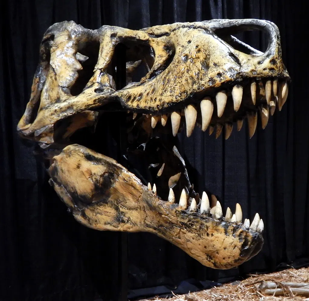 T-Rex Skull weighing 200 pounds to be auctioned Dec 9th.