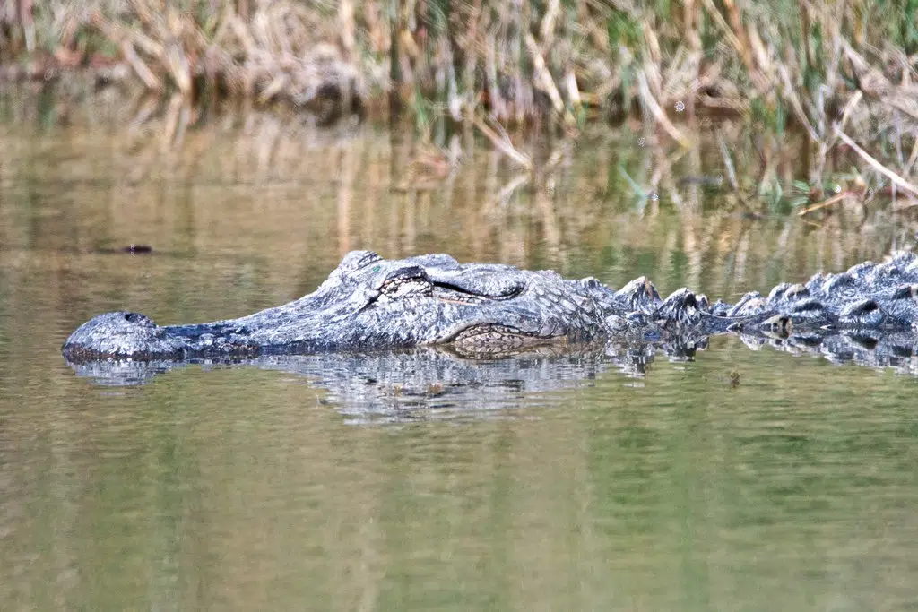 Longest Alligator in Mississippi History captured by Hunter...14 feet 3 inches