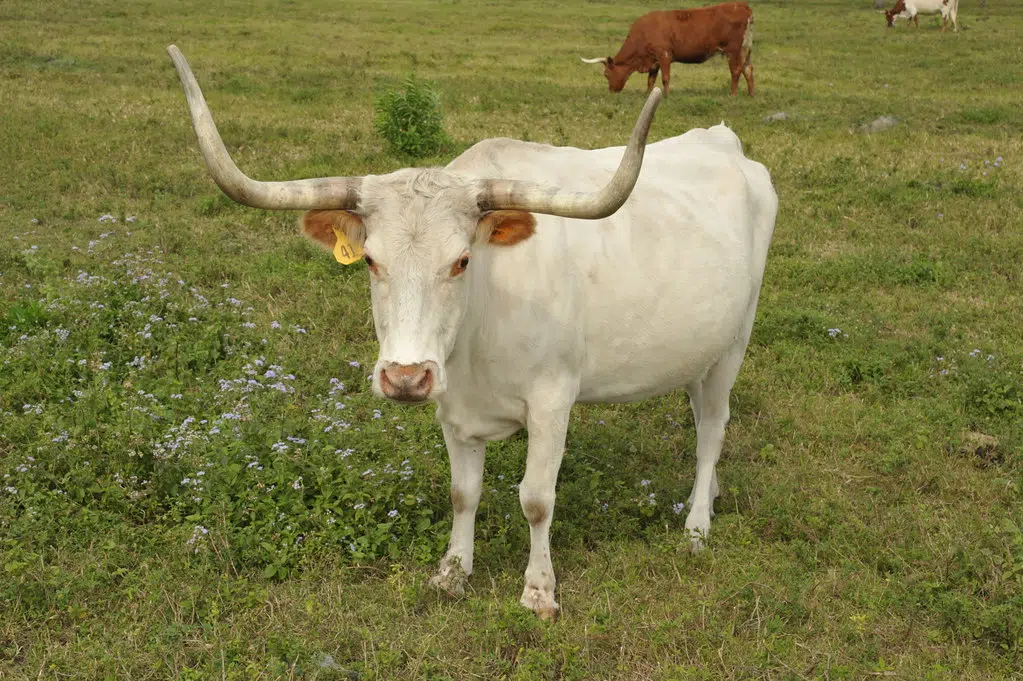 Howdy Doody 'The Bull' riding shotgun in a car!!