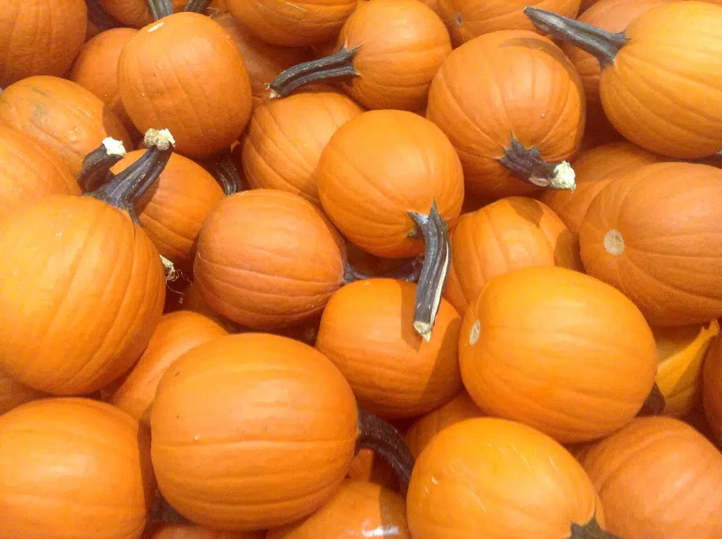 Man Creates House Of 1,000 Pumpkins