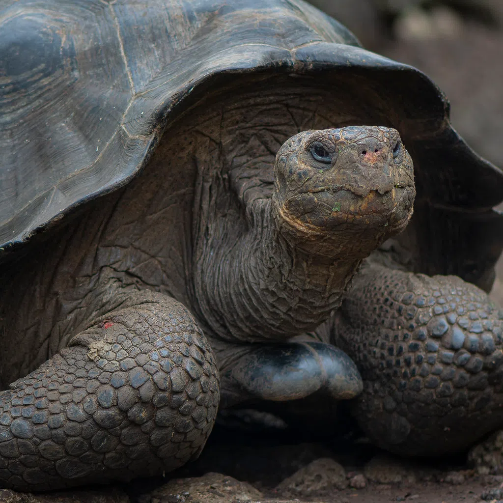 Jonathan The Giant Tortoise turned 191 Years Young!!