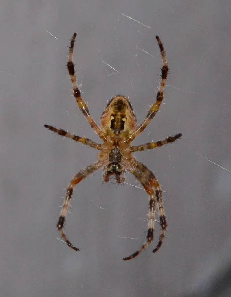 World's Most Venomous Spider named 'Hercules'