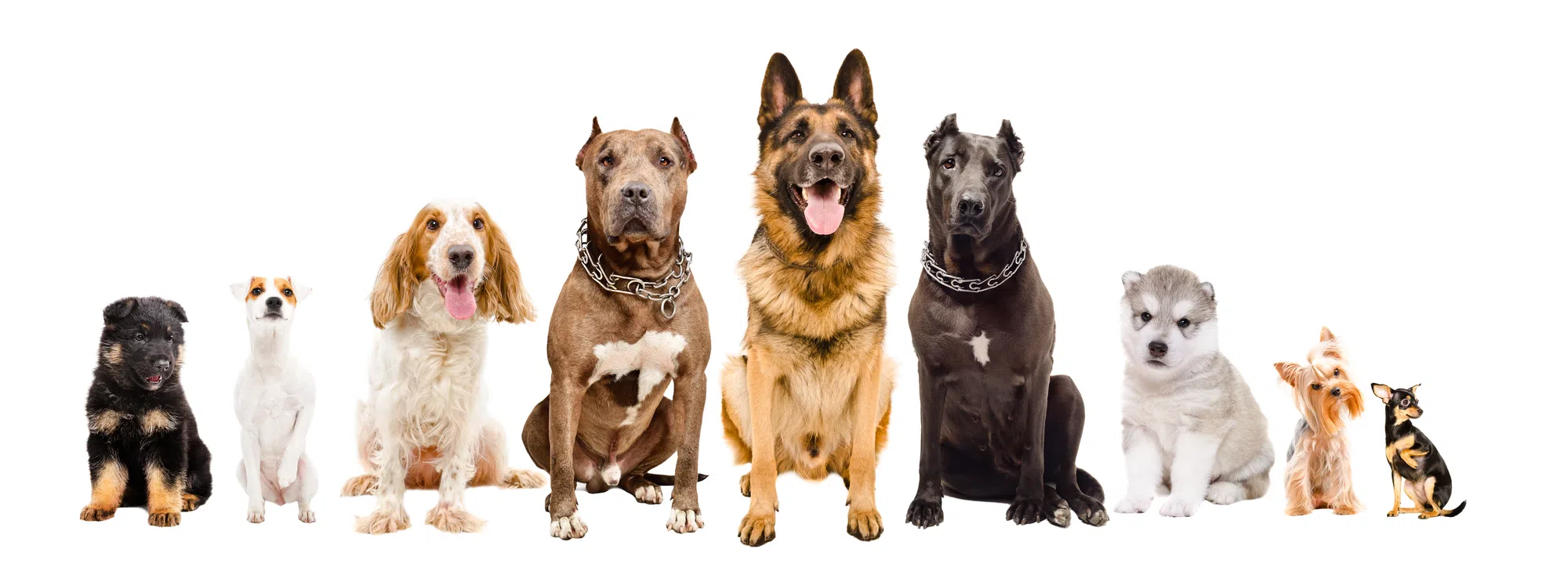Personality Profile - What Your Dog's Breed Says About Your Personality