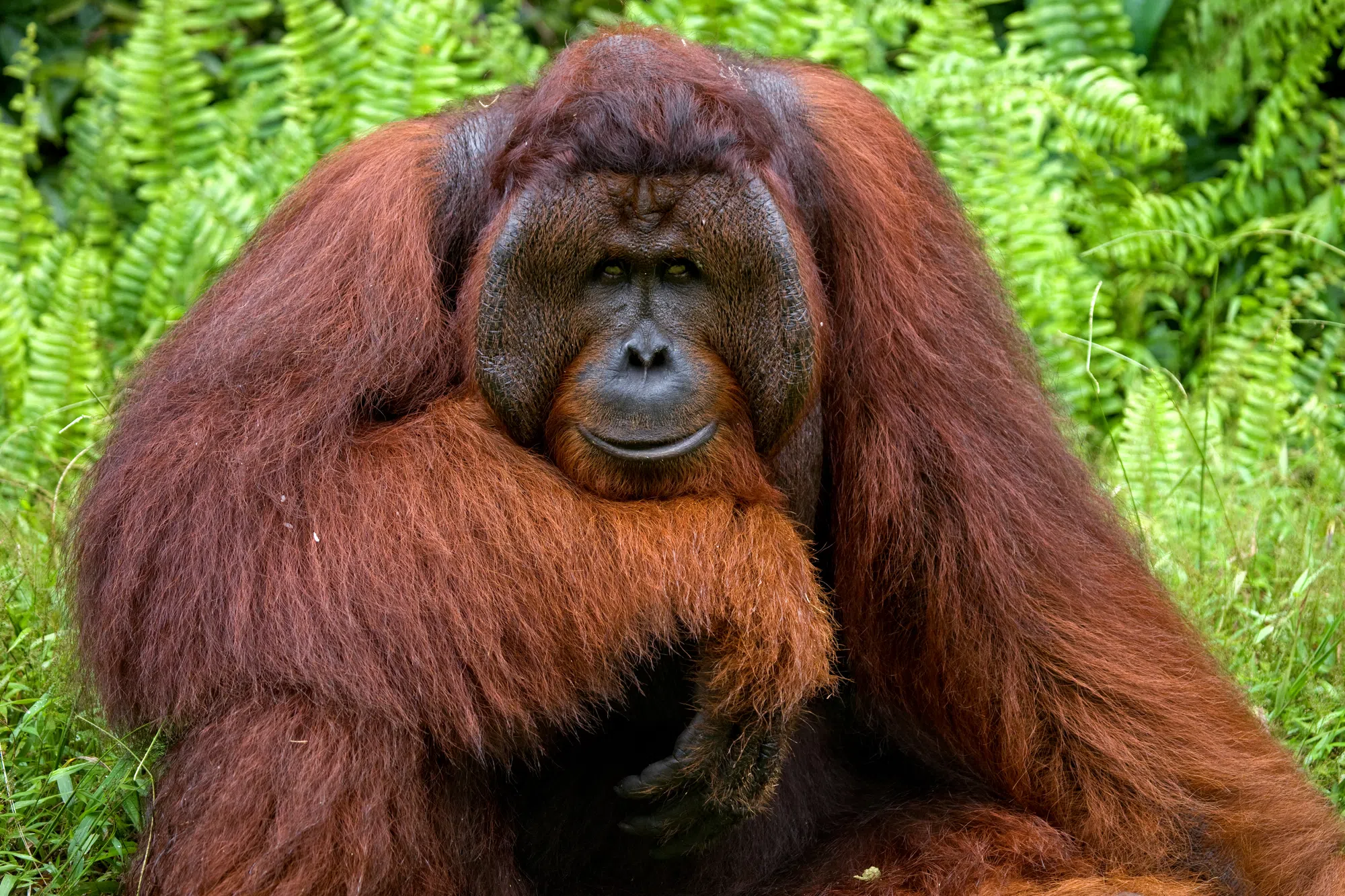 Orangutan used a Medicinal Plant to treat wound