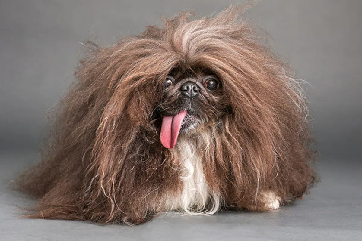 WINNER OF WORLD'S UGLIEST DOG CONTEST