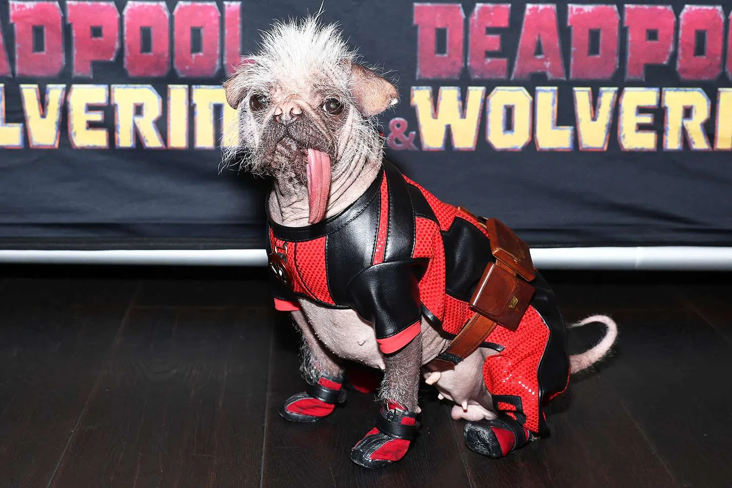 Top 10 Dog Halloween Costumes