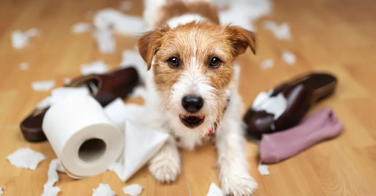 The Top 10 Naughtiest Dog Breeds