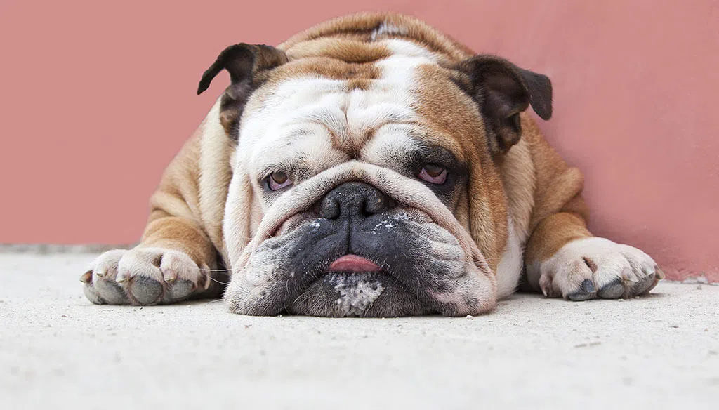 10 Laziest Dog Breeds