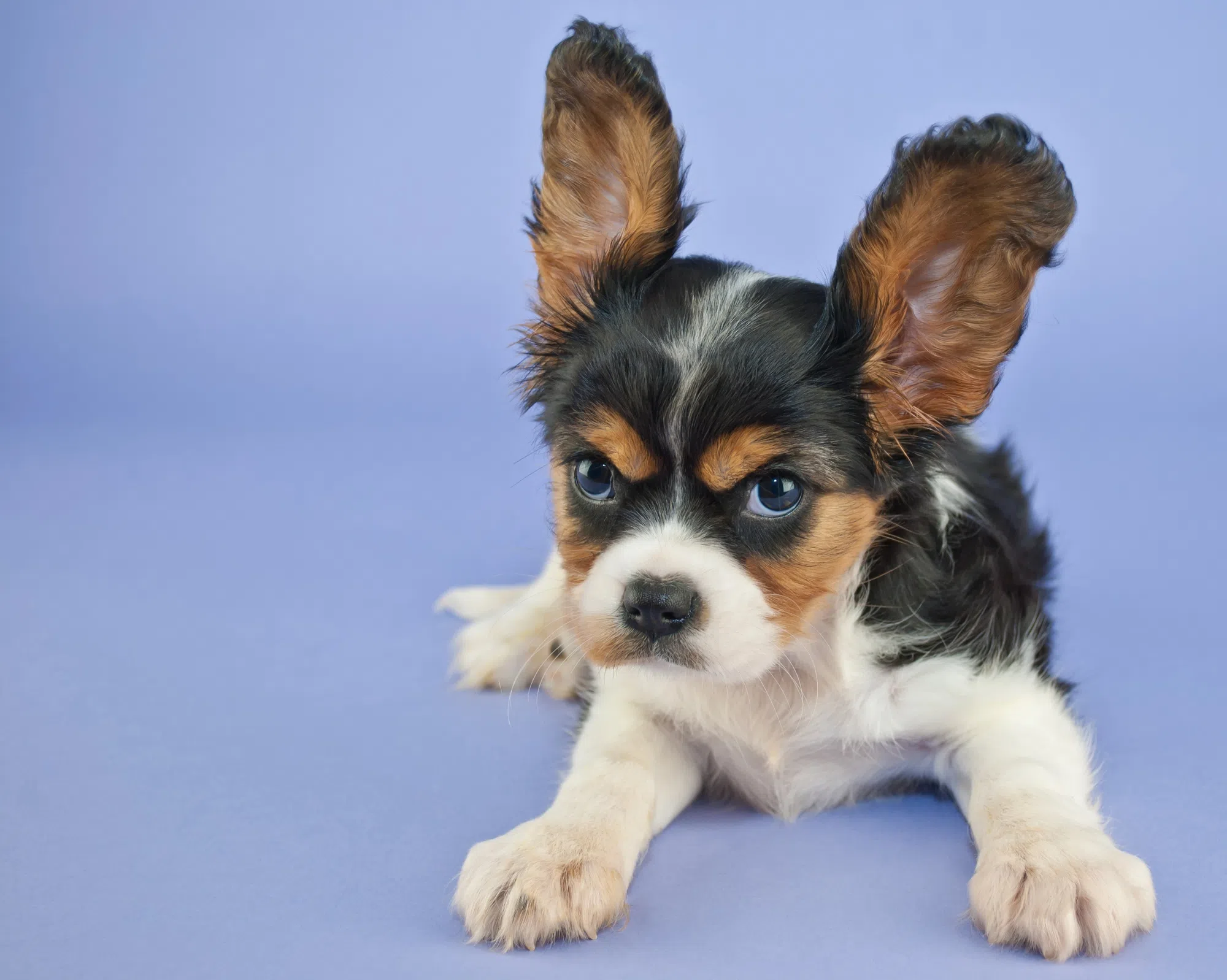 Top 10 Most Dangerous Dog Breeds