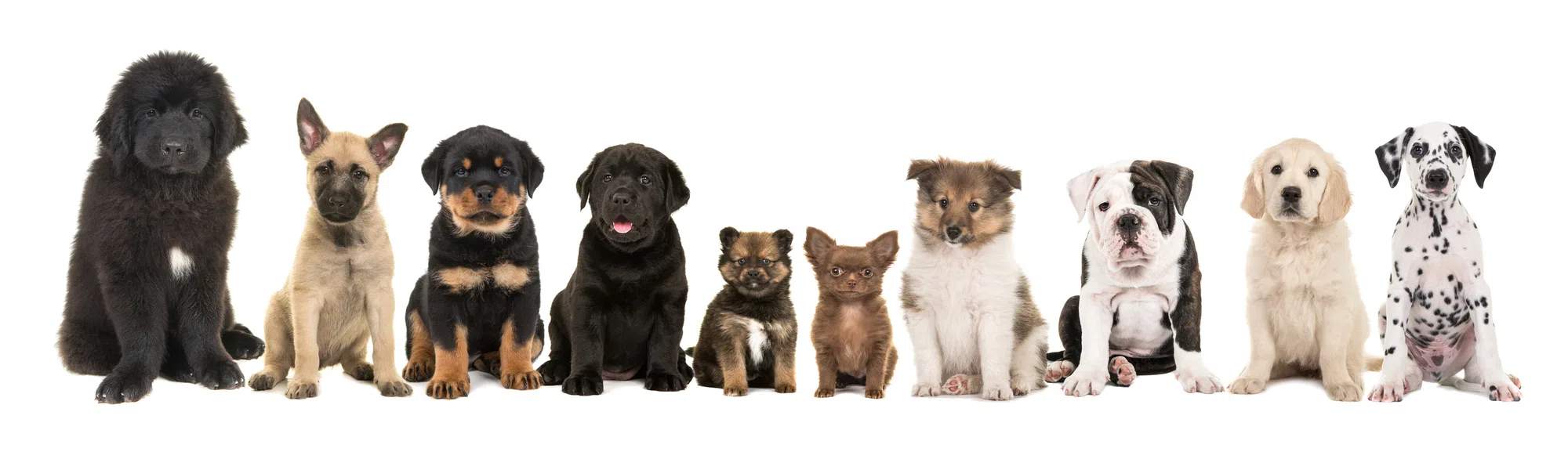 Naughtiest Dog Breeds As Puppies